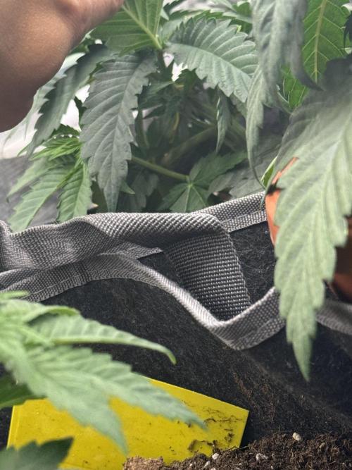 SECOND RUN - RS11 x Banana OG. Week 3