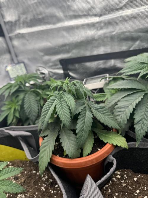 SECOND RUN - RS11 x Banana OG. Week 3