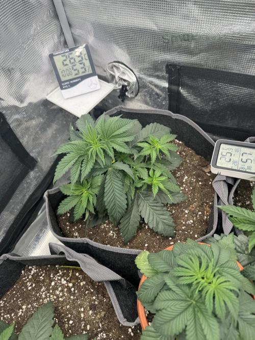 SECOND RUN - RS11 x Banana OG. Week 3