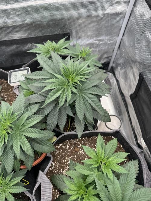 SECOND RUN - RS11 x Banana OG. Week 3