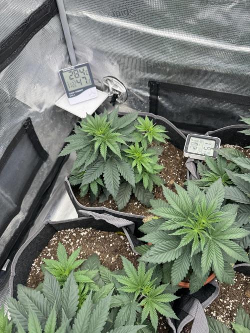 SECOND RUN - RS11 x Banana OG. Week 3