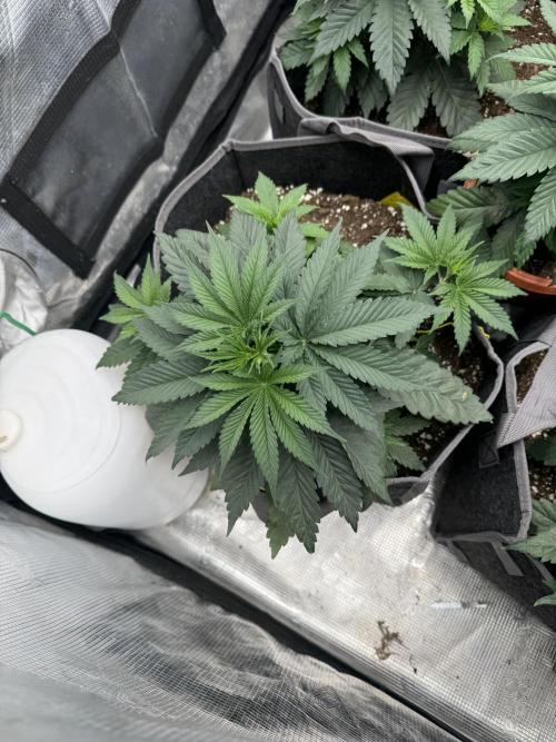 SECOND RUN - RS11 x Banana OG. Week 3