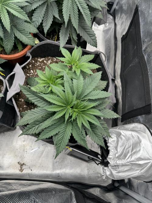 SECOND RUN - RS11 x Banana OG. Week 3