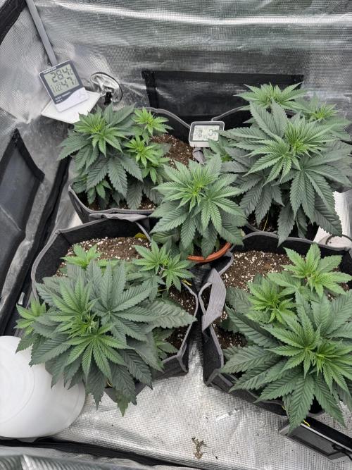 SECOND RUN - RS11 x Banana OG. Week 3