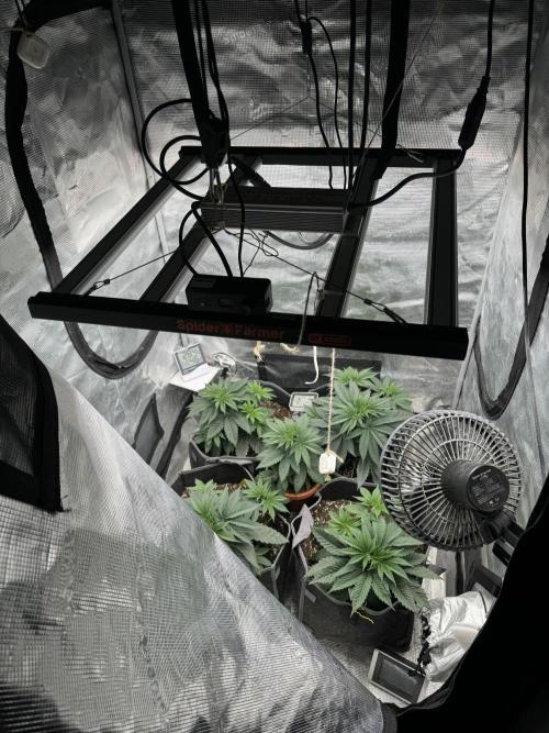 SECOND RUN - RS11 x Banana OG. Week 3