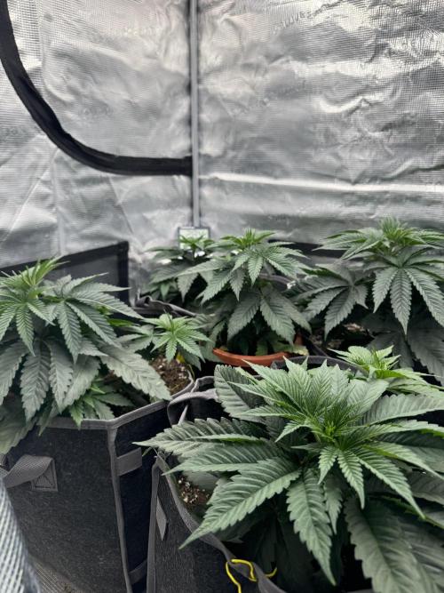 SECOND RUN - RS11 x Banana OG. Week 3