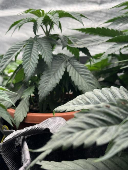 SECOND RUN - RS11 x Banana OG. Week 3