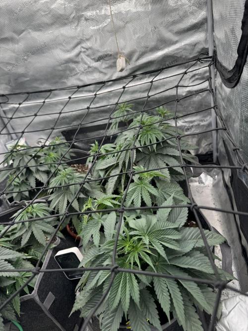 SECOND RUN - RS11 x Banana OG. Week 4