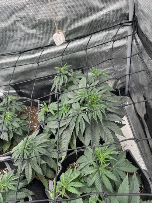 SECOND RUN - RS11 x Banana OG. Week 4