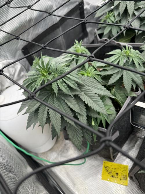 SECOND RUN - RS11 x Banana OG. Week 4