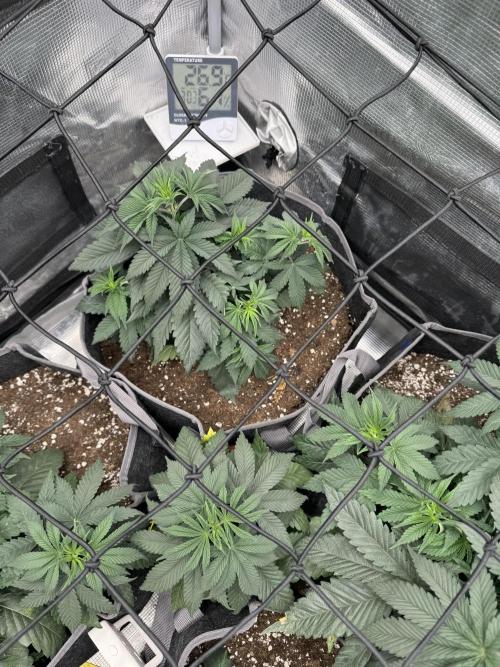 SECOND RUN - RS11 x Banana OG. Week 4