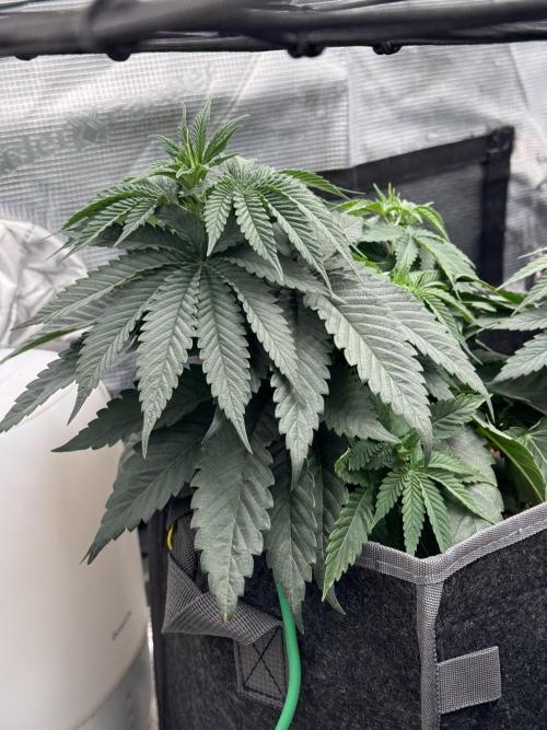 SECOND RUN - RS11 x Banana OG. Week 4