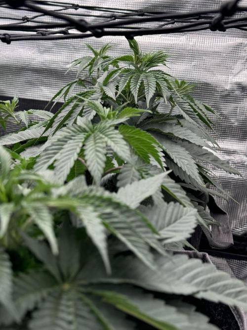 SECOND RUN - RS11 x Banana OG. Week 4