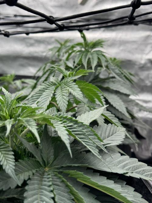 SECOND RUN - RS11 x Banana OG. Week 4