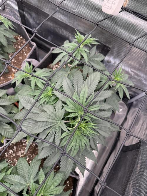 SECOND RUN - RS11 x Banana OG. Week 4