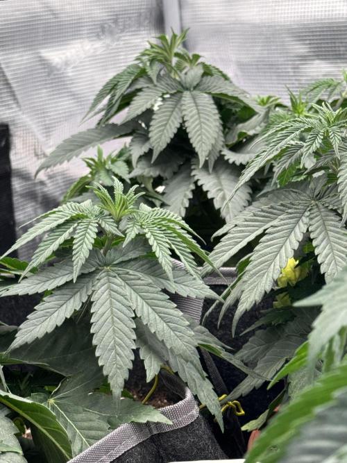 SECOND RUN - RS11 x Banana OG. Week 4