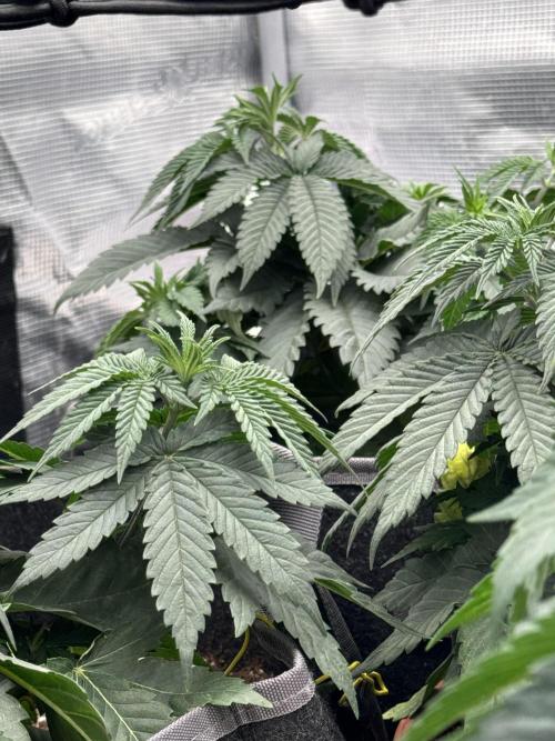 SECOND RUN - RS11 x Banana OG. Week 4