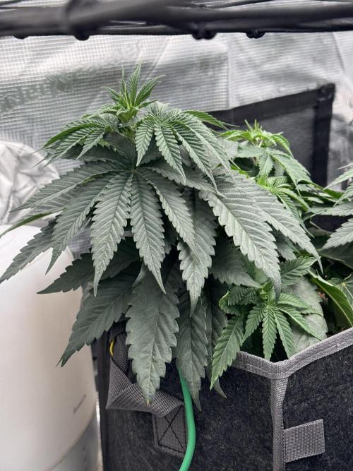 SECOND RUN - RS11 x Banana OG. Week 4