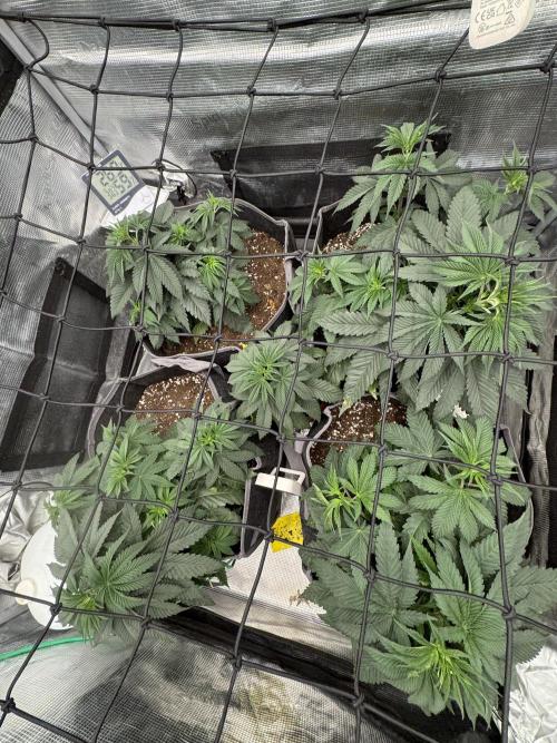 SECOND RUN - RS11 x Banana OG. Week 4