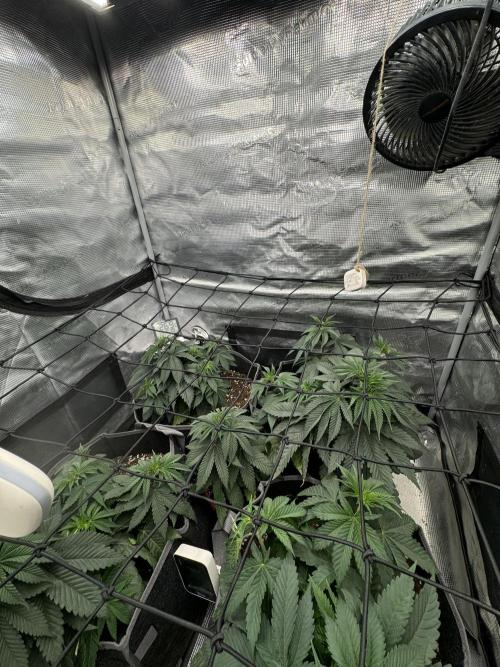 SECOND RUN - RS11 x Banana OG. Week 4
