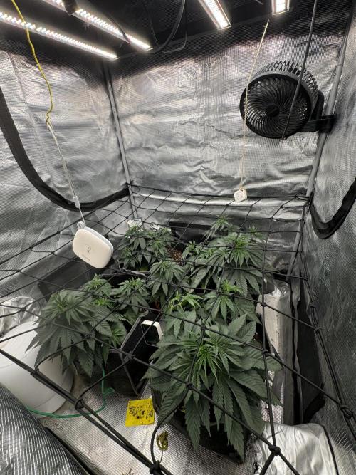 SECOND RUN - RS11 x Banana OG. Week 4