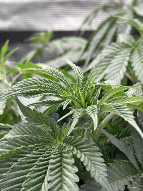 SECOND RUN - RS11 x Banana OG. Week 4