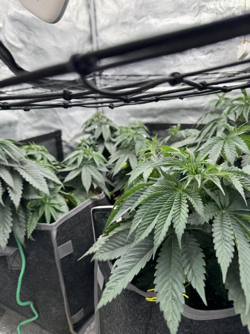 SECOND RUN - RS11 x Banana OG. Week 4