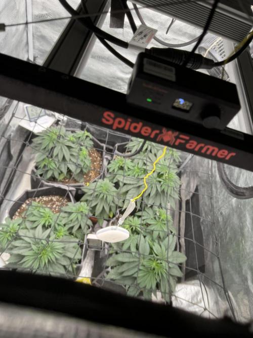 SECOND RUN - RS11 x Banana OG. Week 4