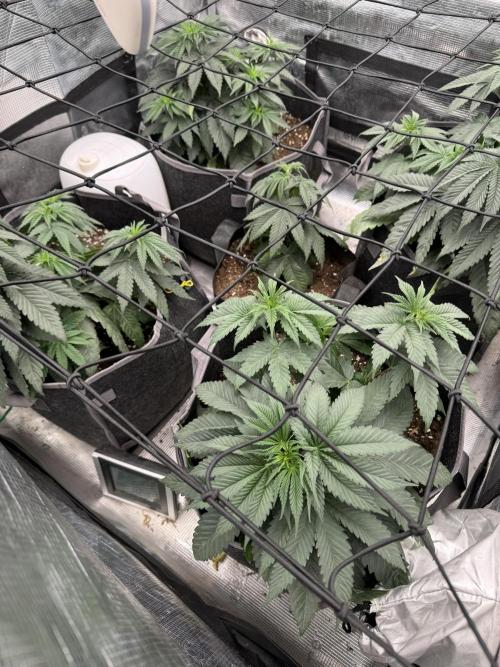 SECOND RUN - RS11 x Banana OG. Week 4