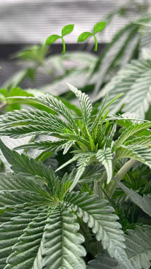 SECOND RUN - RS11 x Banana OG. Week 4