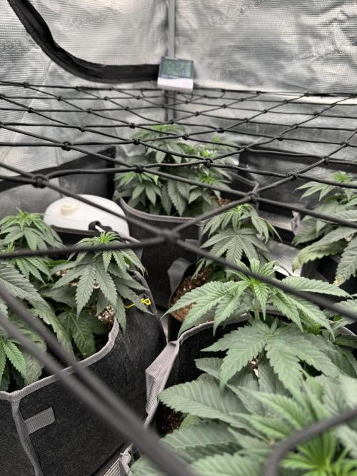 SECOND RUN - RS11 x Banana OG. Week 4