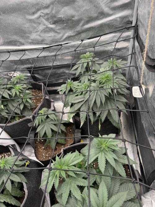 SECOND RUN - RS11 x Banana OG. Week 4