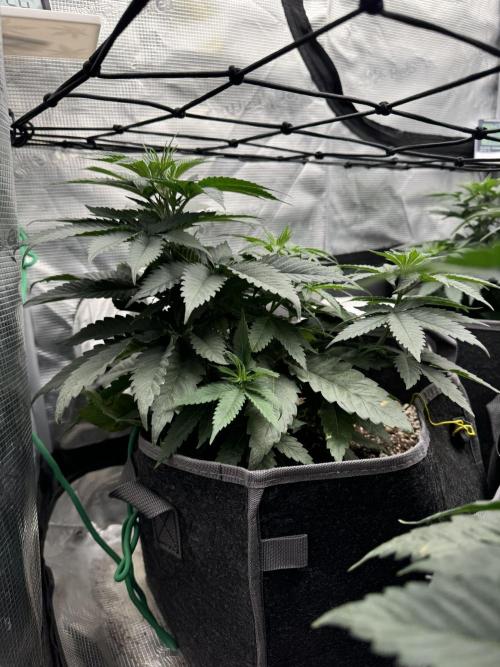 SECOND RUN - RS11 x Banana OG. Week 4