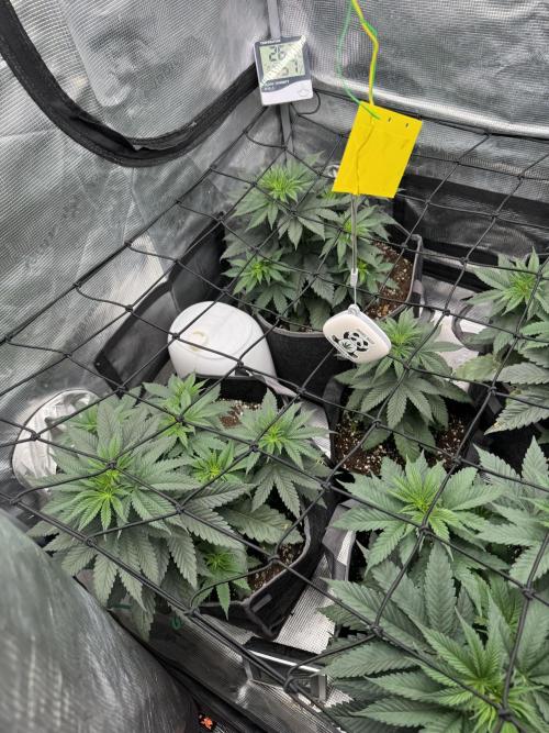 SECOND RUN - RS11 x Banana OG. Week 4