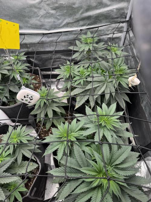 SECOND RUN - RS11 x Banana OG. Week 4