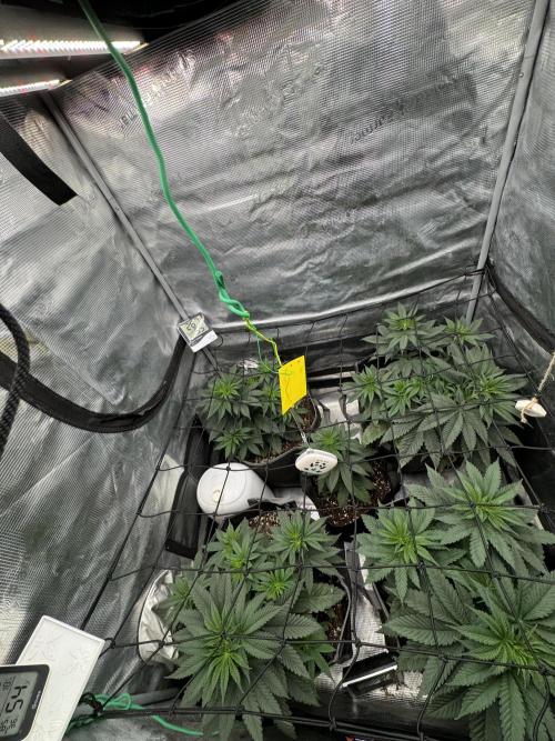 SECOND RUN - RS11 x Banana OG. Week 4