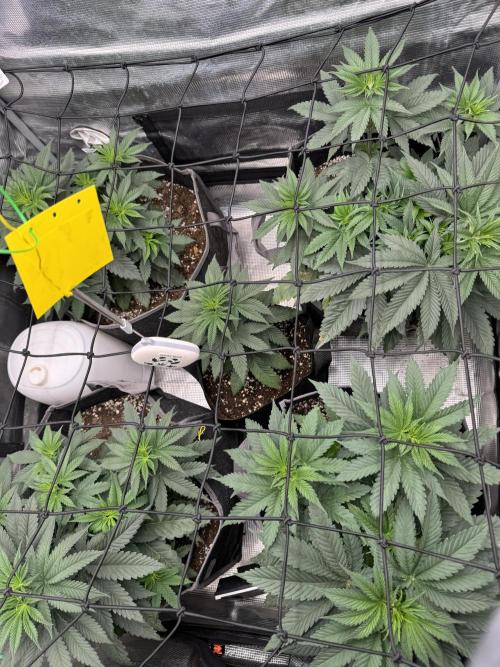 SECOND RUN - RS11 x Banana OG. Week 4