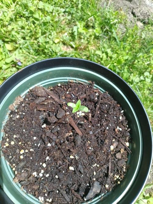 Runtz Muffin. Week 1