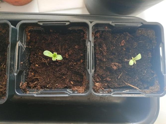 3lady's Marcellina, Norea, Pistis Sophia. Week 0