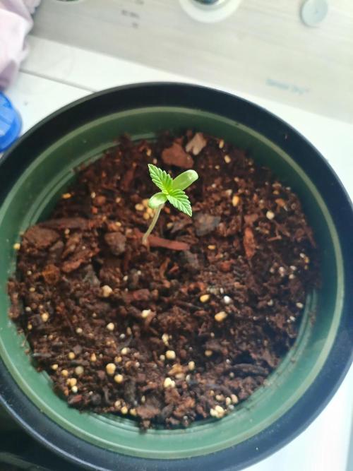Sophia. Week 1