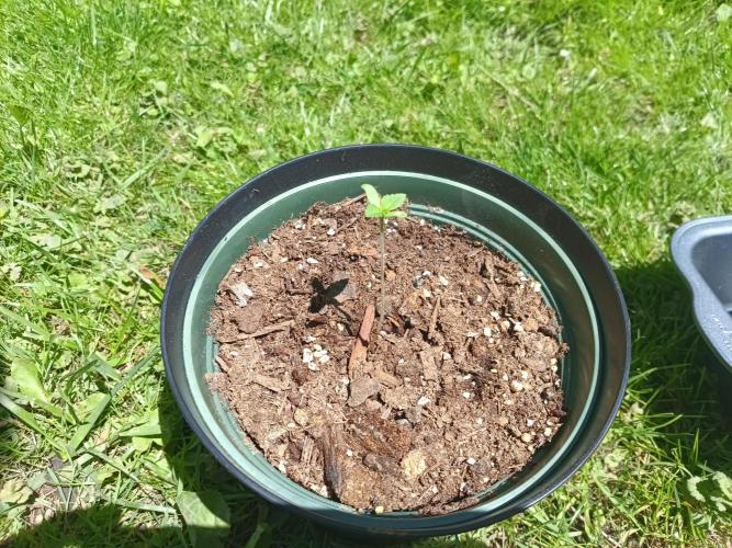 Runtz Muffin. Week 1