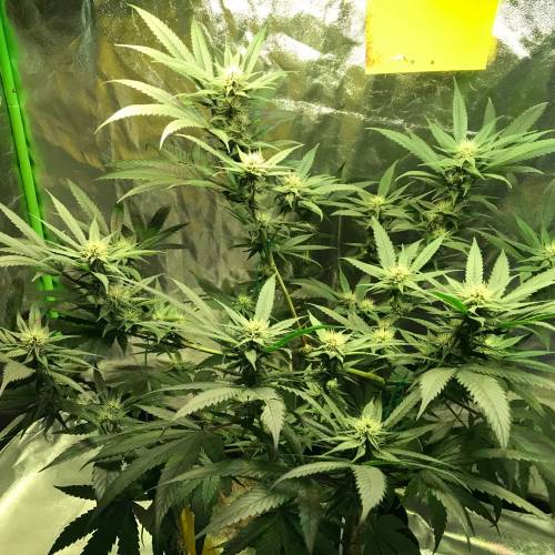 God CBD - Photoperiod - LED - Indoor. Week 5 - Day 33 of Flower