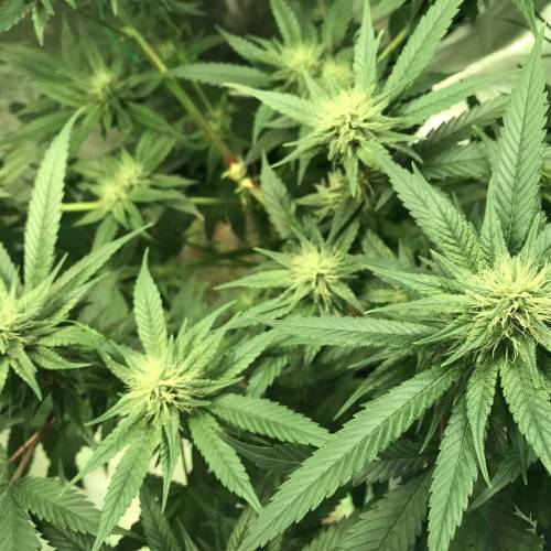 God CBD - Photoperiod - LED - Indoor. Week 6 - Day 38 of Flower 