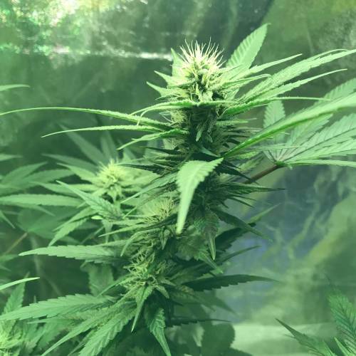 God CBD - Photoperiod - LED - Indoor. Week 6 - Day 38 of Flower 