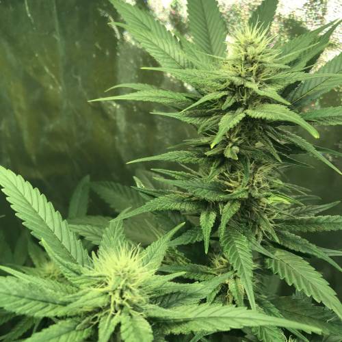 God CBD - Photoperiod - LED - Indoor. Week 6 - Day 38 of Flower 