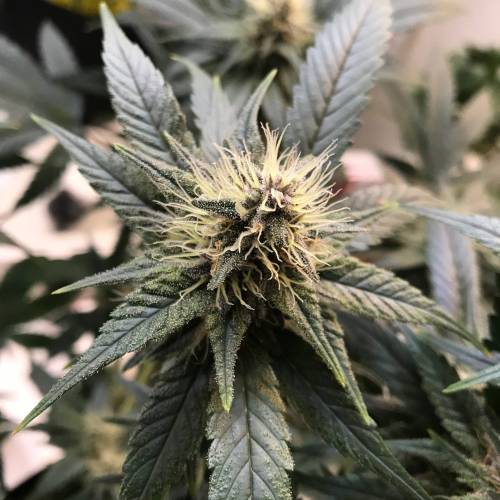 God CBD - Photoperiod - LED - Indoor. Week 7 - God Bud CBD - Day 45 of Flower