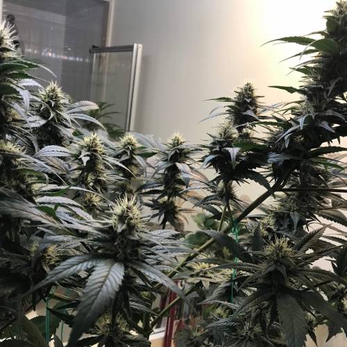 God CBD - Photoperiod - LED - Indoor. Week 7 - God Bud CBD - Day 45 of Flower