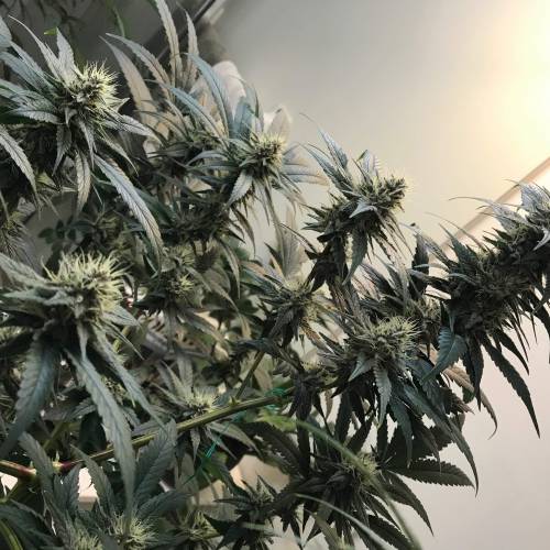 God CBD - Photoperiod - LED - Indoor. Week 7 - God Bud CBD - Day 45 of Flower