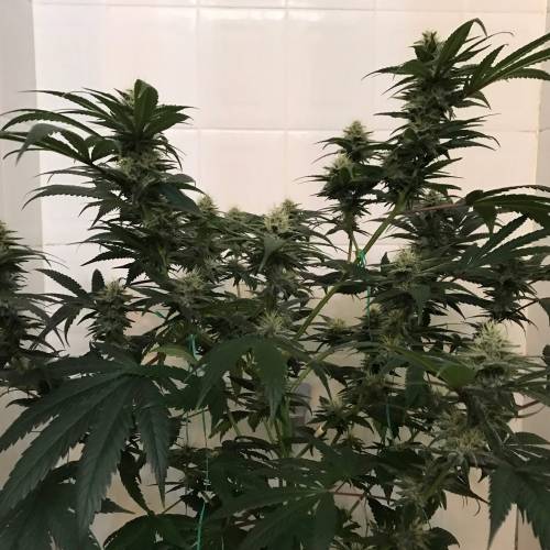 God CBD - Photoperiod - LED - Indoor. Week 7 - God Bud CBD - Day 45 of Flower