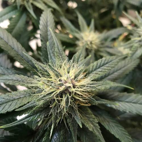 God CBD - Photoperiod - LED - Indoor. Week 7 - God Bud CBD - Day 45 of Flower